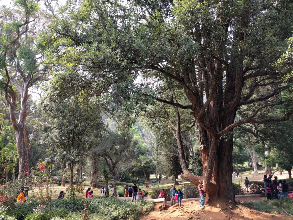 Holiday Talkies - Sims Park Coonoor 2