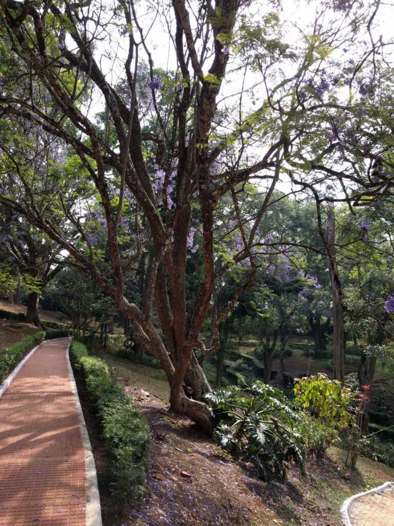 Holiday Talkies - Sims Park Coonoor 4