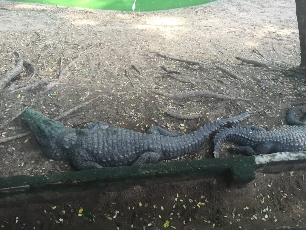 Holiday Talkies - Crocodile Park, Snake Park, Chennai 4