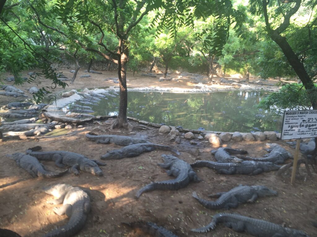 Holiday Talkies - Crocodile Park, Snake Park, Chennai 6